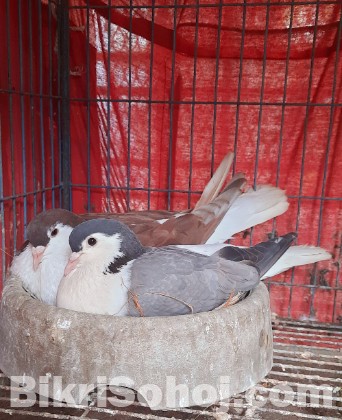 লাহোরি কবুতর রানিং জোড়া